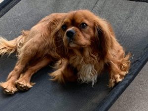 cavalier stud
