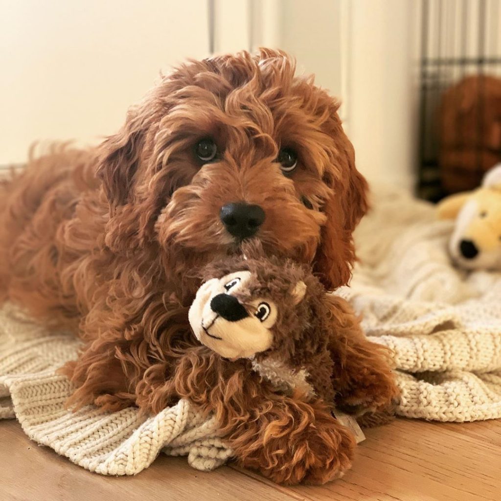 cavoodle breeders