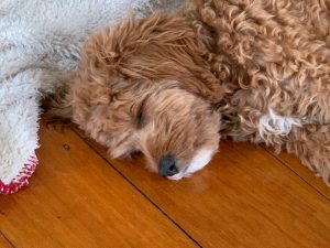cavoodle as a therapy dog