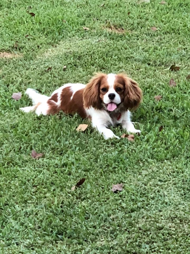 cavoodle puppies near me