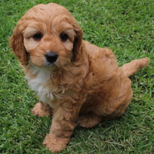 small dog breeds for sale