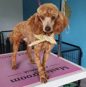 poodle stud