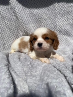 cavoodle puppies gold coast