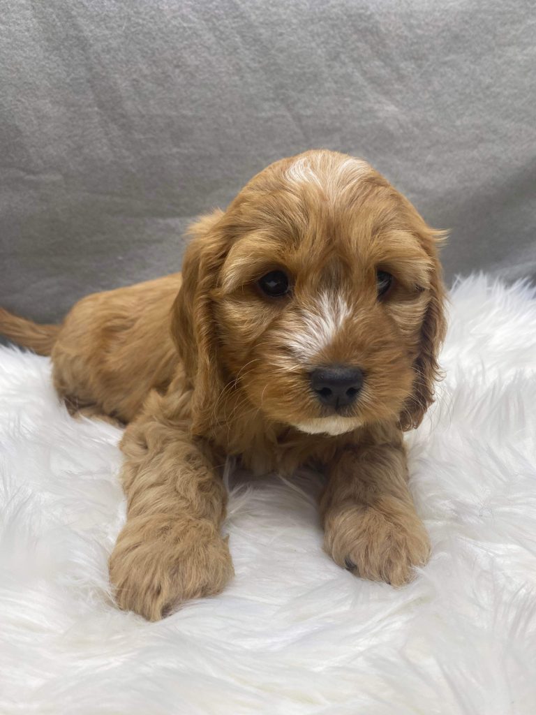 cavoodle puppies for sale gold coast