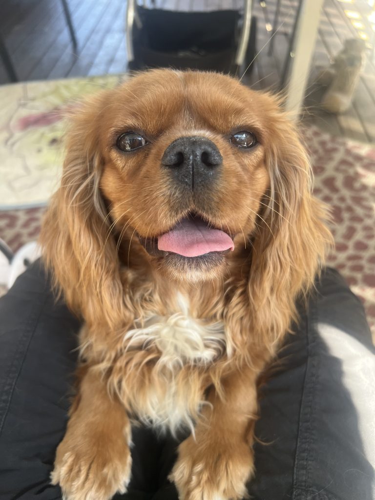 ethical cavoodle breeder