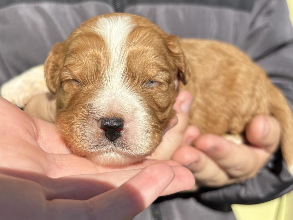 cavoodle puppies brisbane