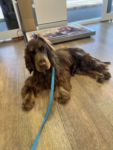 cocker spaniel stud