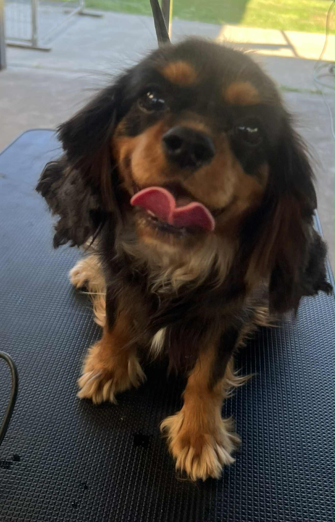 cavoodles for sale brisbane